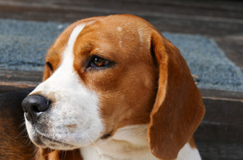 beagle